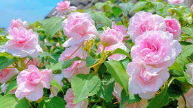 SPROUTARAQ Tall green stem impatiens provide vertical interest