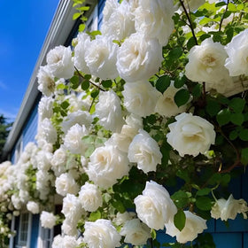 SPROUTARAQ transplanting and hardening helps robust outdoor roses in preparation.