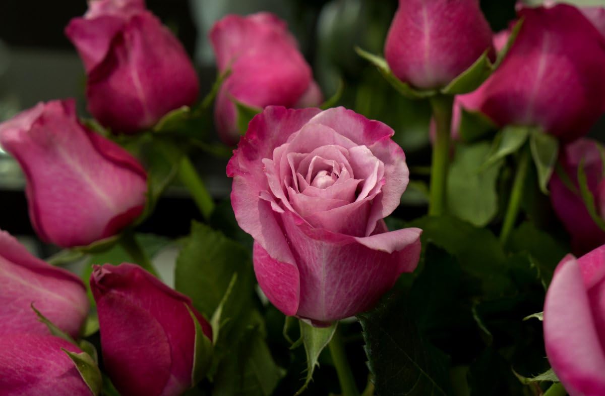 SPROUTARAQ transplanting rose seedlings into pots or beds for garden-ready plants.