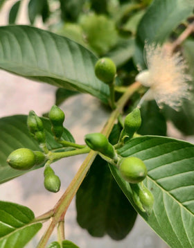 SPROUTARAQ Tropical Guava seed pack, convenient starter for home fruit