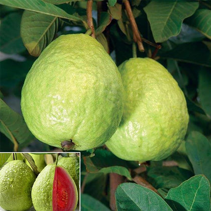 SPROUTARAQ Tropical Strawberry Guava seeds close-up for garden beginnings in warm climates