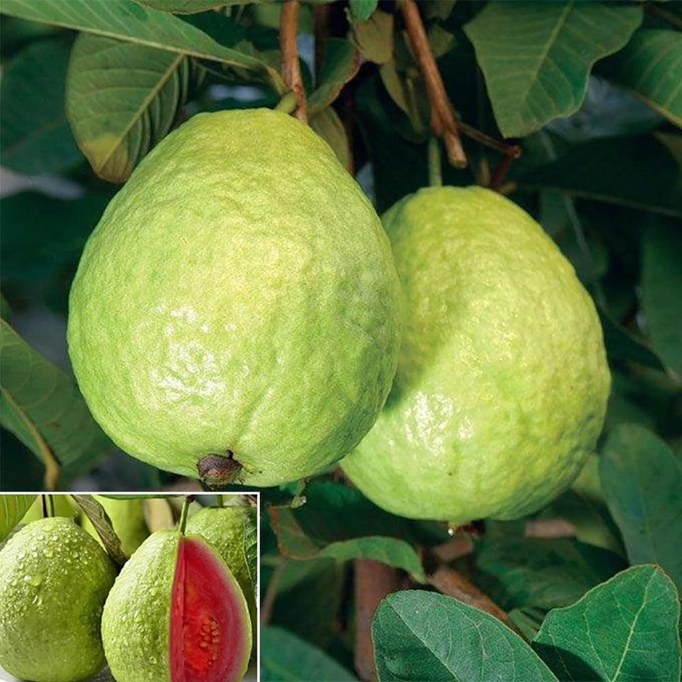 SPROUTARAQ Tropical Strawberry Guava seeds close-up for garden beginnings in warm climates