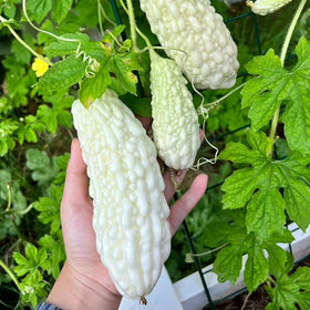 SPROUTARAQ white pearl bitter gourd seeds pack for warm-season garden success