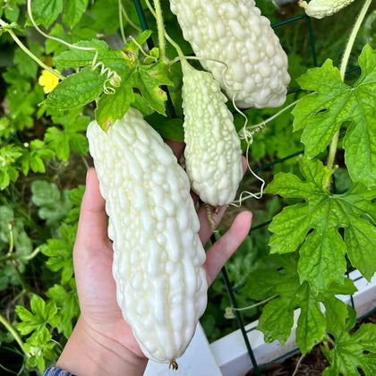 SPROUTARAQ white pearl bitter gourd seeds pack for warm-season garden success