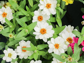 SPROUTARAQ zinnia angustifolia seeds produce sturdy stems for containers and bouquets.