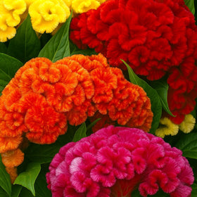 Sprouticus Maximus Celosia Velvet Flower Mix showcases multicolor blooms ideal for containers.