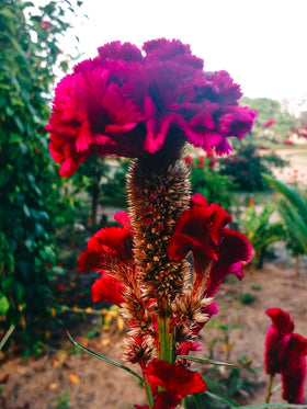 Sprouticus Maximus Cockscomb seeds add dramatic height and texture to bed edges and borders.