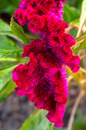 Sprouticus Maximus Cockscomb in pots creates a striking focal point on patios and balconies.