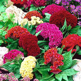 Sprouticus Maximus Drought-tolerant Celosia thrives in hot, sunny gardens with minimal care.