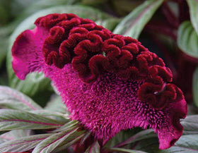 Sprouticus Maximus Easy seeds are beginner-friendly for quick germination and rewarding results.
