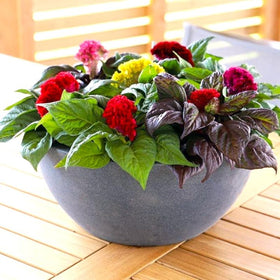 Sprouticus Maximus Long-blooming Celosia provides color from summer through fall with little maintenance.