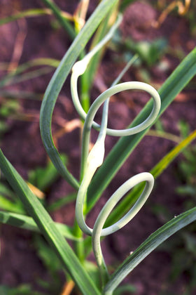 Sprouticus Maximus long-lived perennial providing years of greenery