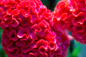 Sprouticus Maximus Multicolor mix adds festive hues to any landscape design.
