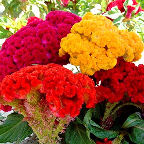 Sprouticus Maximus Pollinator-friendly celosia attracts bees and butterflies to the garden.