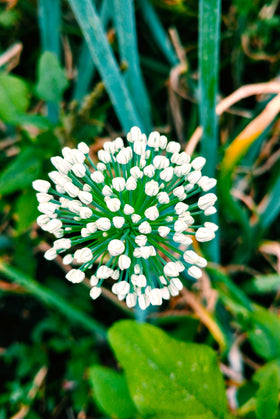 Sprouticus Maximus pollinator-friendly white flowers support garden biodiversity