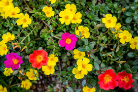 Sprouticus Maximus Purslane close-up red bloom highlights sunny color.