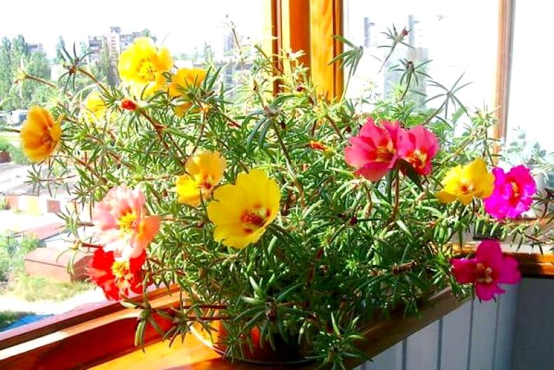 Sprouticus Maximus Purslane container display bright colors.