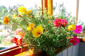 Sprouticus Maximus Purslane container display bright colors.