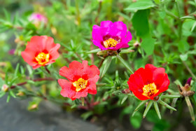 Sprouticus Maximus Purslane garden-edge compact spreading habit.