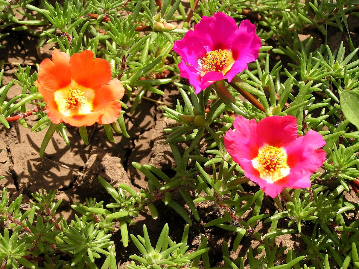 Sprouticus Maximus Purslane thrives in poor soil with low care.