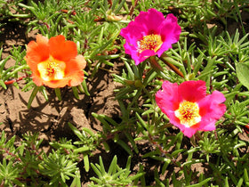 Sprouticus Maximus Purslane thrives in poor soil with low care.