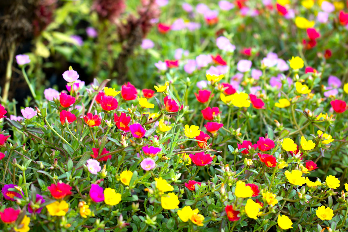 Sprouticus Maximus Purslane rock-garden color and drought tolerance.
