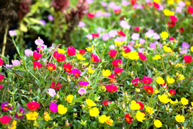 Sprouticus Maximus Purslane rock-garden color and drought tolerance.