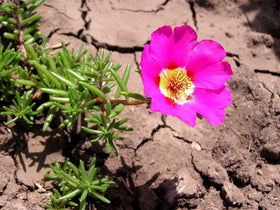 Sprouticus Maximus Purslane seed-count 1000+ supports large garden projects.