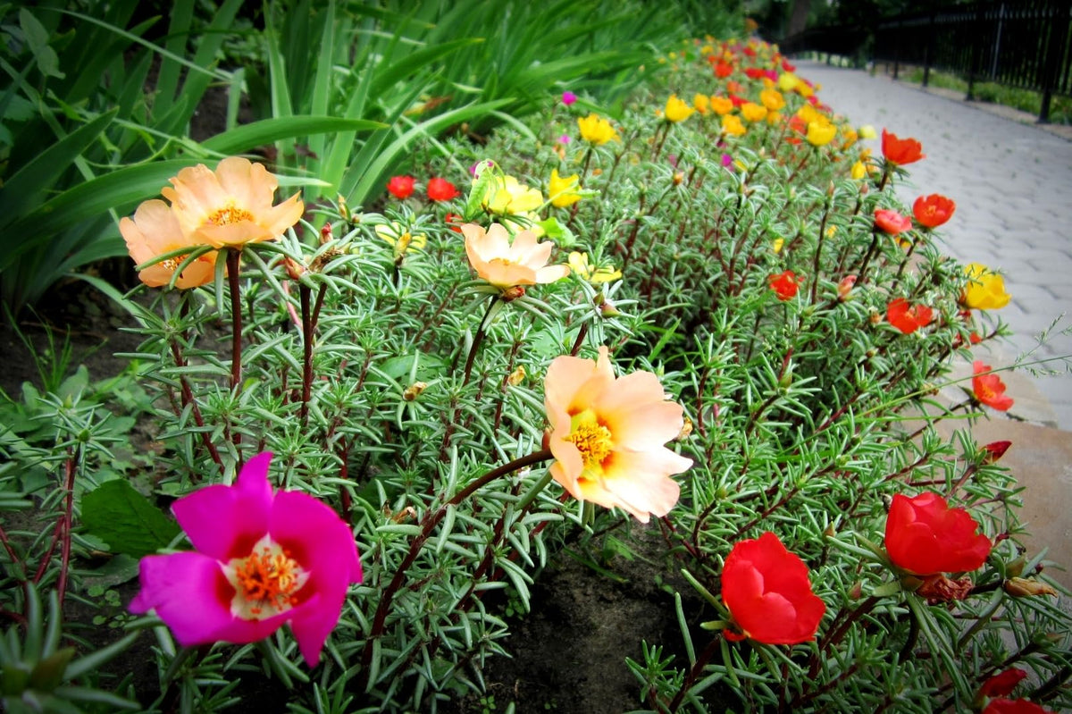 Sprouticus Maximus Purslane summer-to-fall blooms in sun.