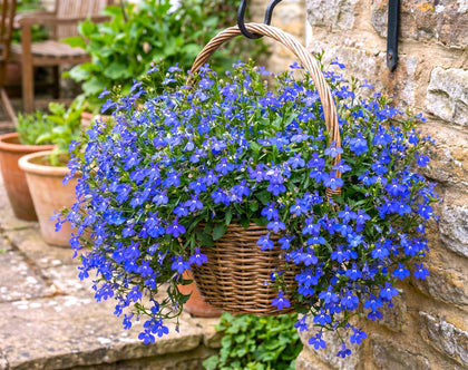 Sprouticus Maximus Seeds Blue Lobelia Cascade bloom close-up; vibrant color and pollinator-friendly.