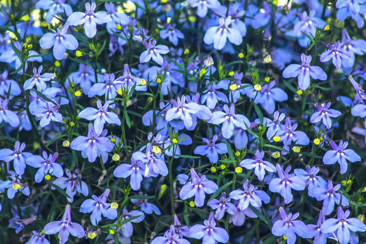 Sprouticus Maximus Seeds Blue Lobelia Cascade container planting for spring color.