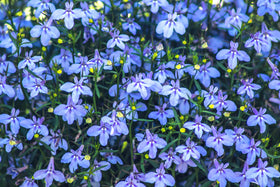 Sprouticus Maximus Seeds Blue Lobelia Cascade container planting for spring color.