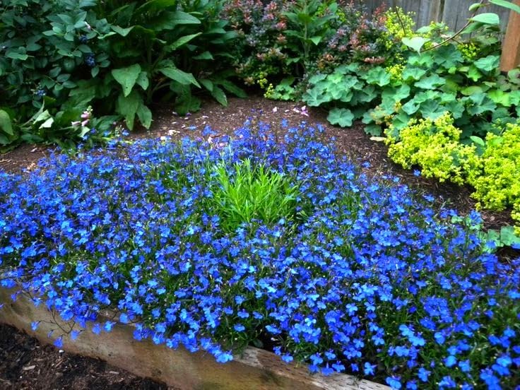 Sprouticus Maximus Blue Lobelia Cascade; dense foliage creates lush groundcover.