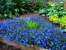 Sprouticus Maximus Blue Lobelia Cascade; dense foliage creates lush groundcover.