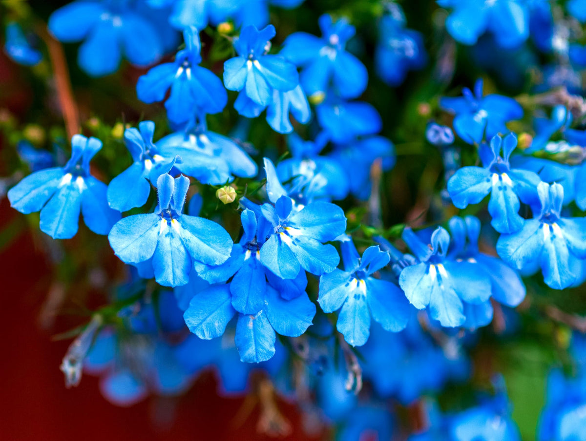 Sprouticus Maximus Blue Lobelia Cascade in a hanging basket with cascading blooms.
