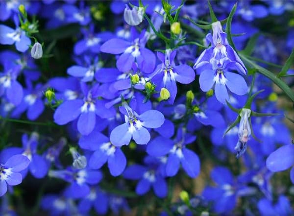 Sprouticus Maximus Blue Lobelia Cascade bloom clusters; color from spring through fall.