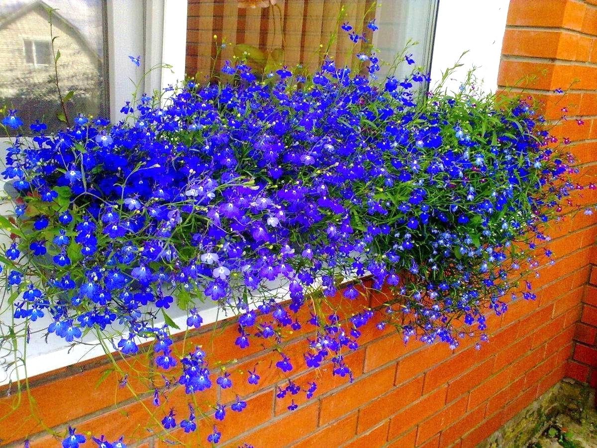 Sprouticus Maximus Blue Lobelia Cascade drawing bees and butterflies to sunny beds.