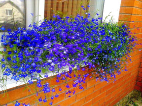 Sprouticus Maximus Blue Lobelia Cascade drawing bees and butterflies to sunny beds.