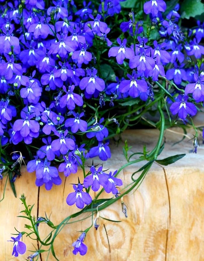 Sprouticus Maximus Blue Lobelia Cascade in a pot; ideal for small-space gardening.