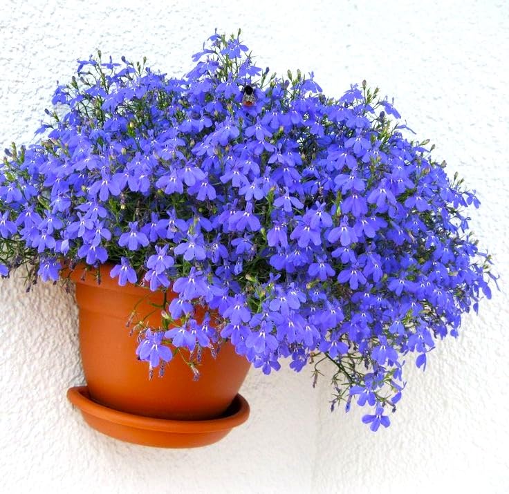 Sprouticus Maximus Seeds Blue Lobelia Cascade display for borders and small spaces.