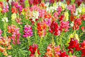 Sprouticus Maximus Seeds Multicolor Dwarf Snapdragon customer support-ready for gardeners.