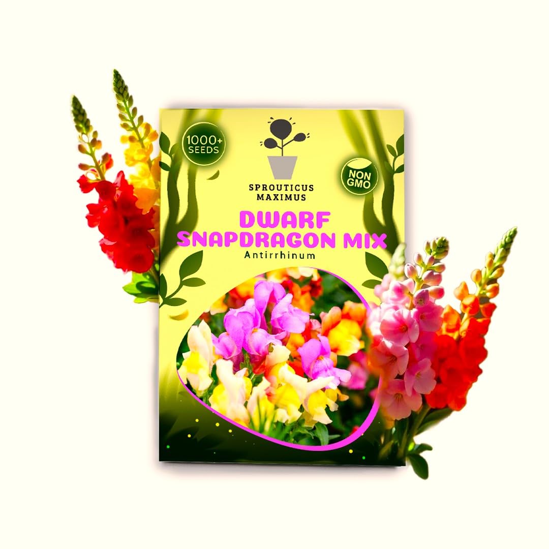 Sprouticus Maximus Seeds Multicolor Dwarf Snapdragon bloom closeup showing vibrant colors for borders.