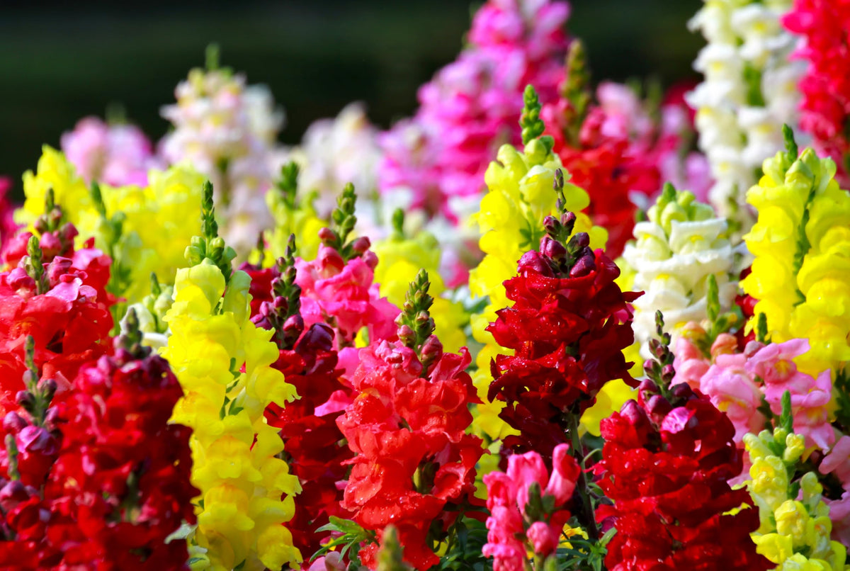 Sprouticus Maximus Seeds Multicolor Dwarf Snapdragon border planting adds cheerful color to garden edges.