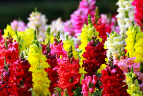 Sprouticus Maximus Seeds Multicolor Dwarf Snapdragon border planting adds cheerful color to garden edges.