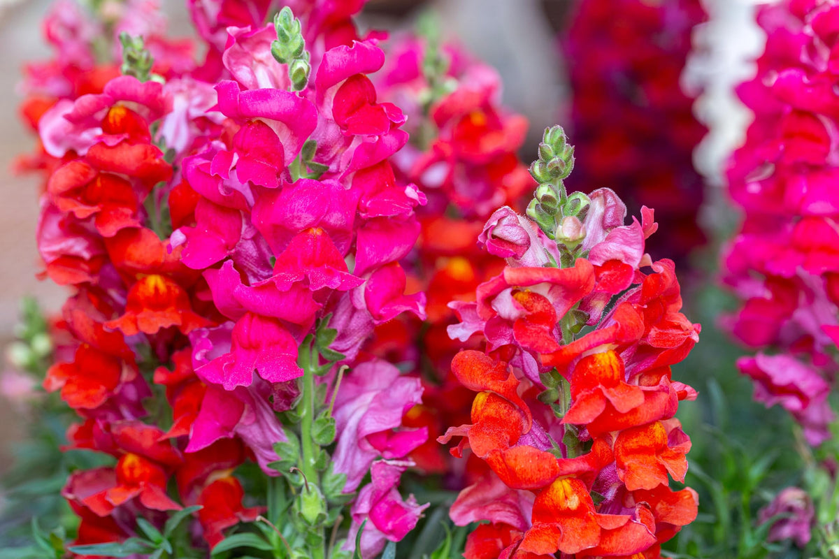 Sprouticus Maximus Seeds Multicolor Dwarf Snapdragon early spring to late fall blooming extends color.
