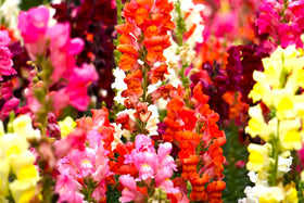 Sprouticus Maximus Seeds Multicolor Dwarf Snapdragon height reaches 12 inches for elevated interest.
