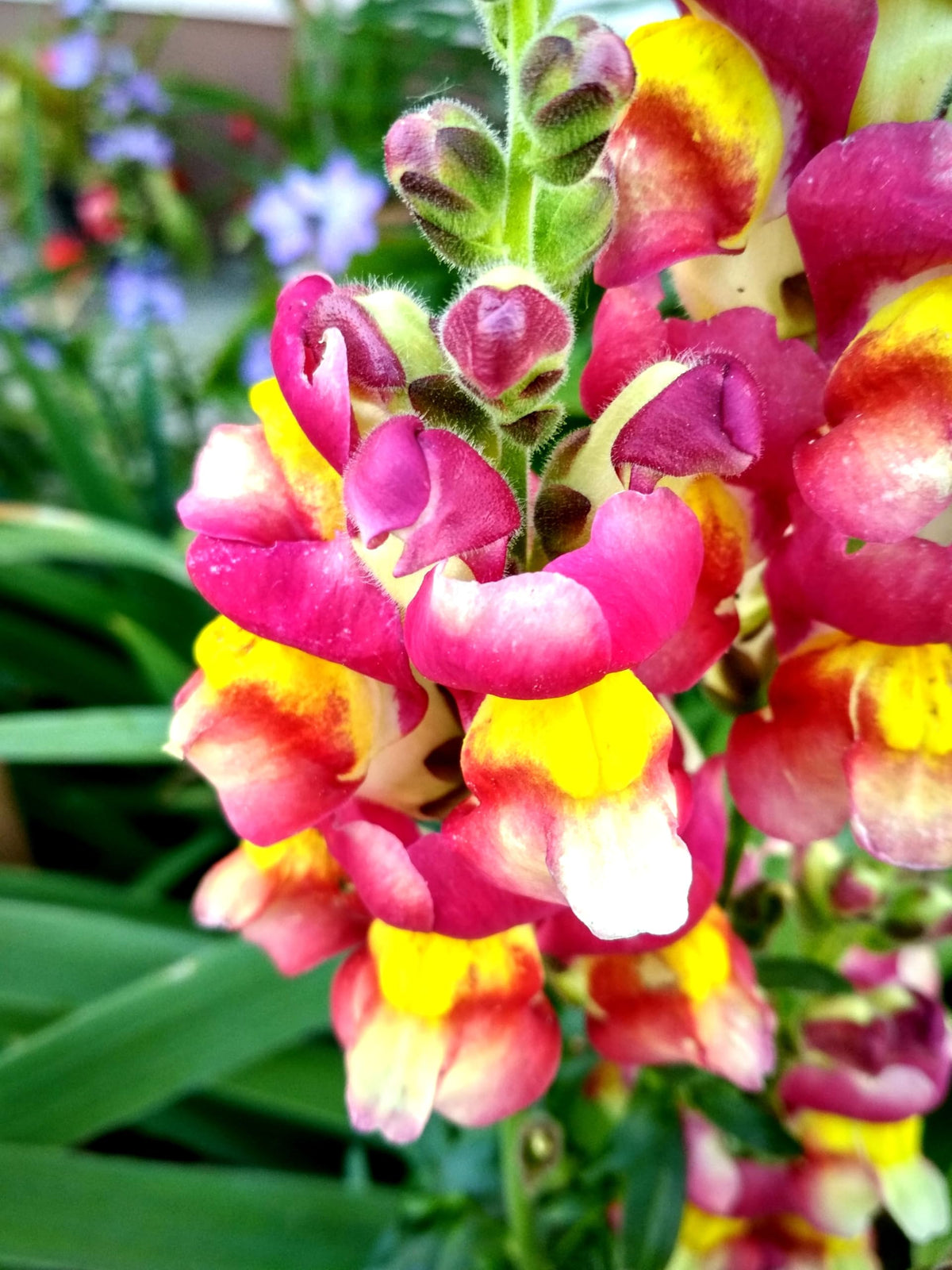 Sprouticus Maximus Seeds Multicolor Dwarf Snapdragon is pollinator-friendly for bees and butterflies.