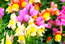Sprouticus Maximus Seeds Multicolor Dwarf Snapdragon spring-bloom invites seasonal color in beds and boxes.