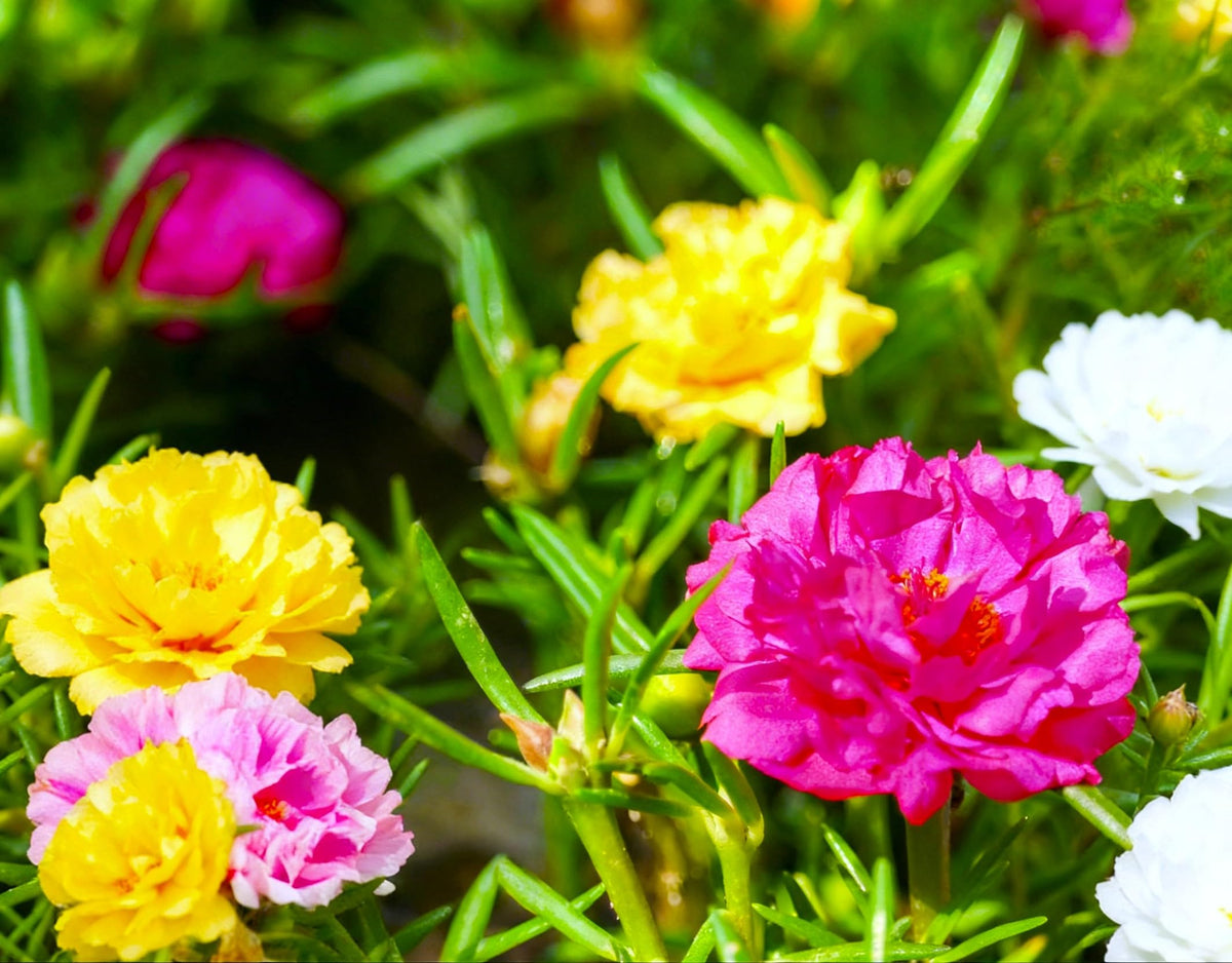 Sprouticus Maximus Seeds Multicolor Purslane double blooms in vivid colors