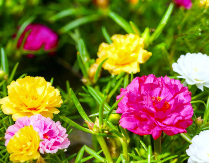 Sprouticus Maximus Seeds Multicolor Purslane double blooms in vivid colors